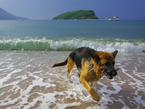 Для собаки компаньона можно выбрать более фривольное имя