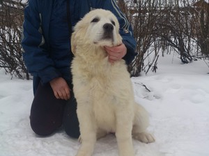 Как кормить подголянскую овчарку