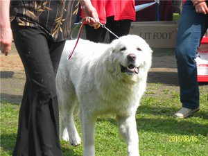 Как выглядит подголянская очарка