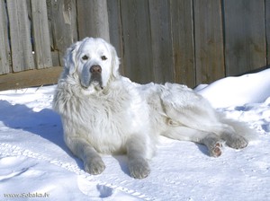 Внешние вид оавчпрки