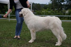 Питание овчарок