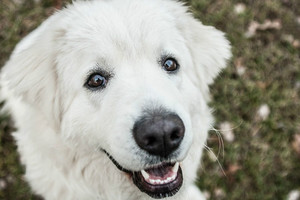 Чем кормить оаварок