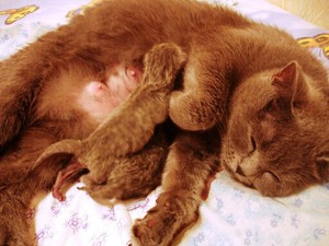 Молочные железы кошки