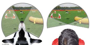 Угол зрения человека и собаки