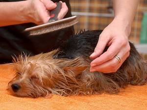 Расчесыване  собак