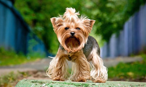 Сколько живут йорки при правильном уходе