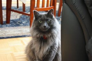 Описанеи внешности