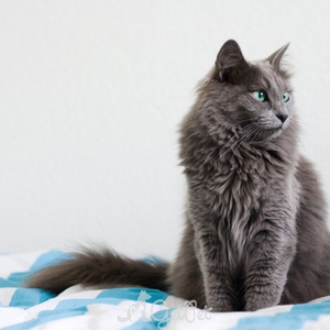 Как содержать кошку нибелунг