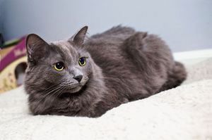 Чем кормить кошку породы нибелунг