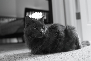 Описание породы