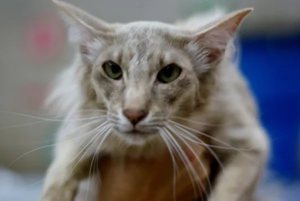 Характерная внешность ориентальной кошки