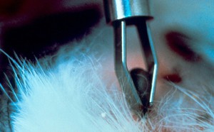 Удаление клеща у кота