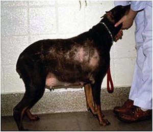 Симптомы синдрома кушинга у собак