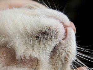 Клещи на теле у домашнего кота 