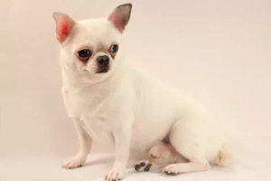 Не стоит выбирать для питомца человеческое имя