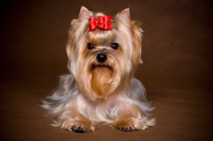 Для йоркширских терьеров подойдут самые милые имена