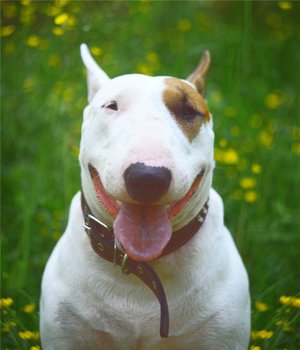 Строение тела собаки  Бультерьер