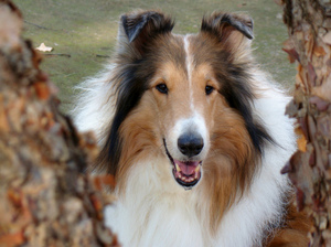 Порода собаки-колли 