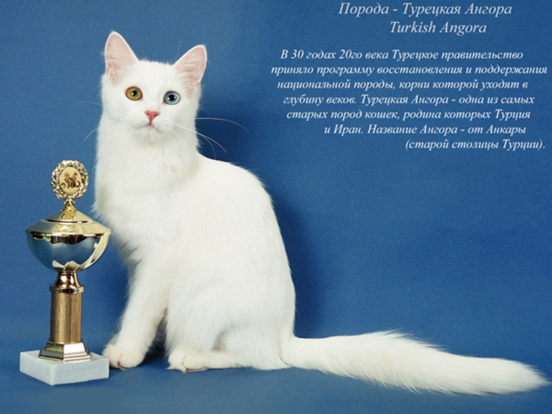 Содержание кошек