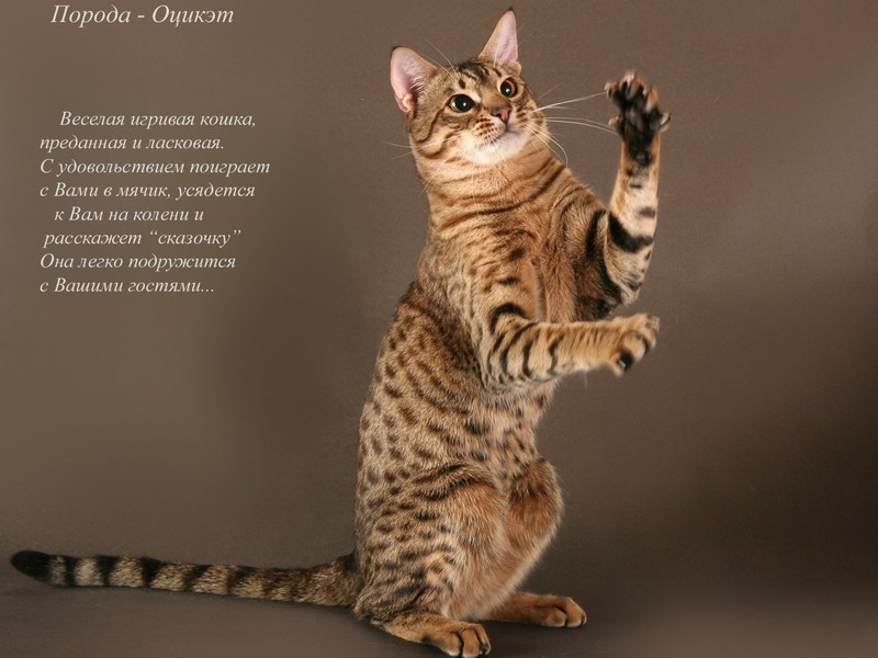 Как содержать кошек