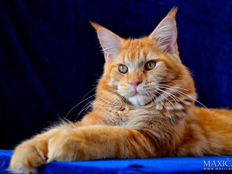 Данные кошек 