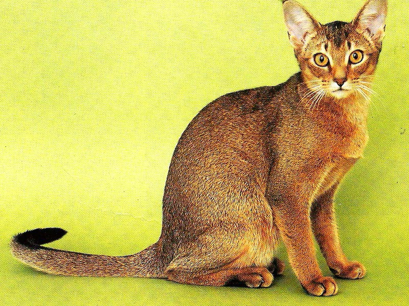 Тип шерсти у кошек