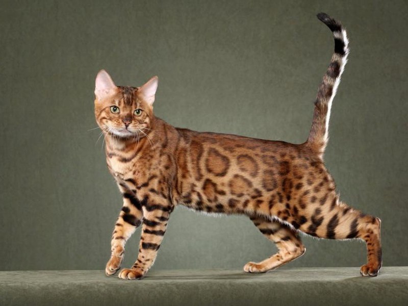 Гладкошерстные породы кошек