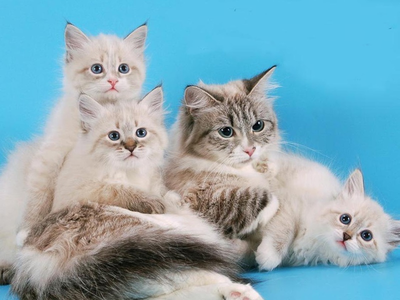 Пушистые породы кошек