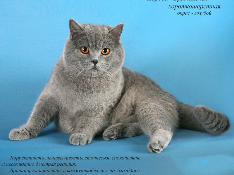 Популярные породы кошек