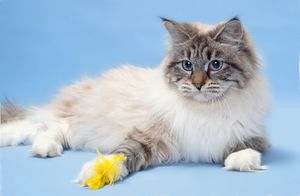 Описание породы кошки