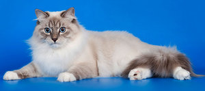 Какие отличительные черты у кошки