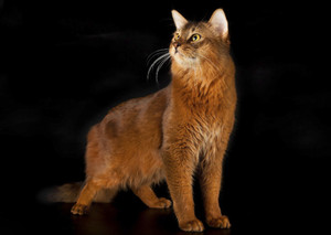 Описание кошки