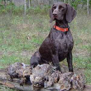 Разнообразие пород собак