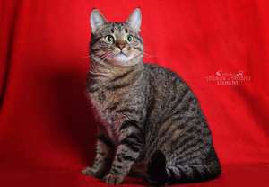 Описание породы