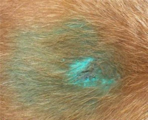 Подкожный клещ у собак