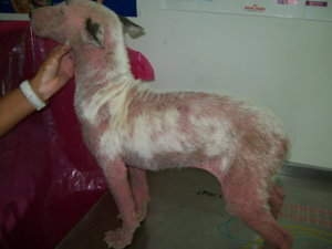 Лечение собаки от подкожных клещей