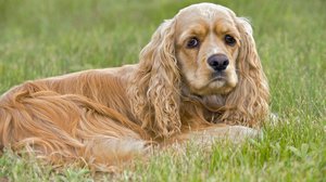 Американский кокер-спаниель