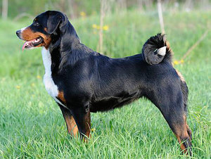 Аппенцеллер зенненхунд