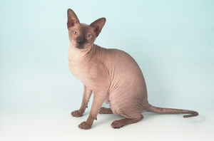 Лысая кошка сфинкс