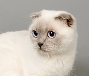 Милая шотландская кошка  