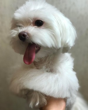 Петербургская орхидея  -уход и забота