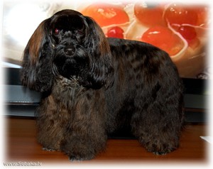 Орхидея Петербургская-собачка