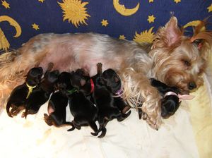 Рекомендации по кормлении йоркширского терьера