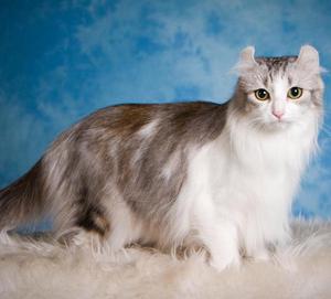 Кёрл американский