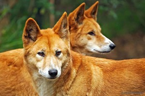 Пара собак динго