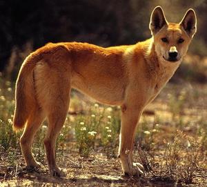 Собака динго внешний вид