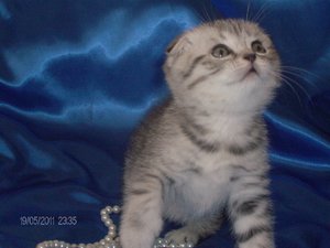 Вислоухий котенок британец 