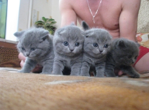 Британский Вислоухий котенок