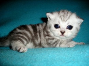 Вислоухая породя британского котенка