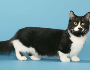 Пушистый манчкин, большие глаза